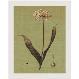 Botanica Verde III