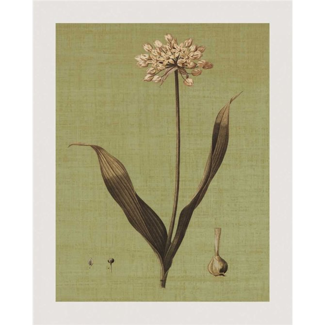 Botanica Verde III