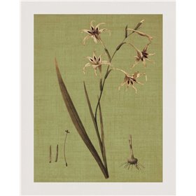 Botanica Verde IV