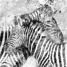 Zebra Pair - Cuadrostock