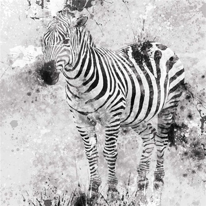 Zebra I