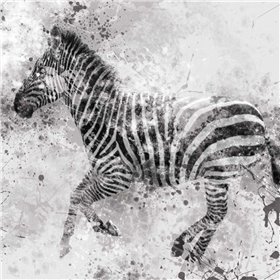 Zebra II - Cuadrostock