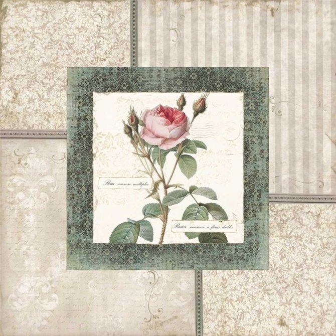 Rosa II