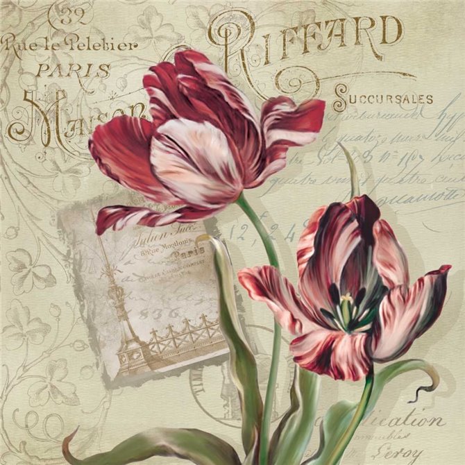 French Tulips II - Cuadrostock