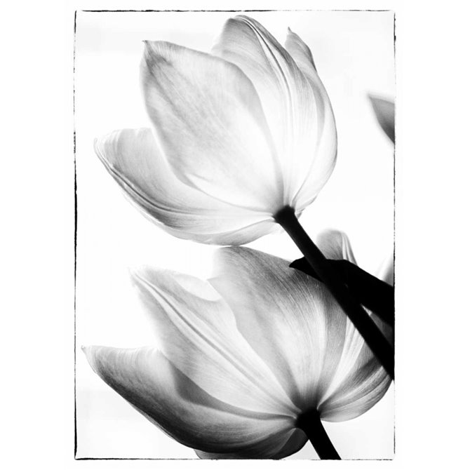 Translucent Tulips II - Cuadrostock