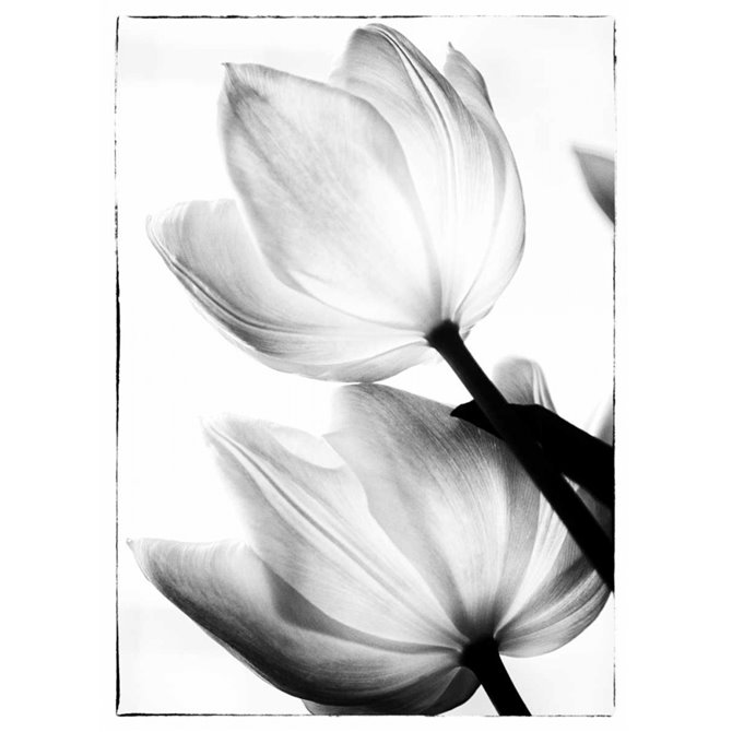 Cuadro para dormitorio - Translucent Tulips II - Cuadrostock