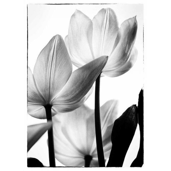 Translucent Tulips III - Cuadrostock