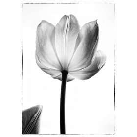 Translucent Tulips I