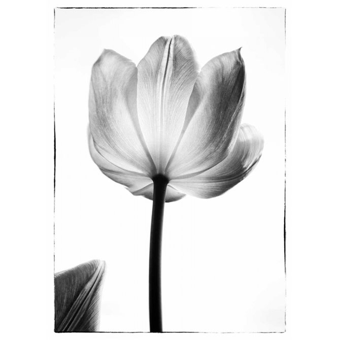 Cuadro para dormitorio - Translucent Tulips I - Cuadrostock