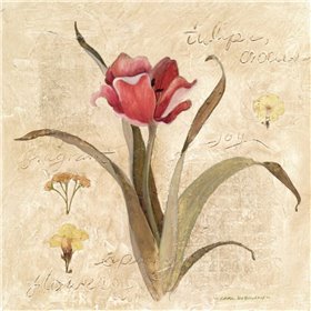 Red Tulip - Cuadrostock