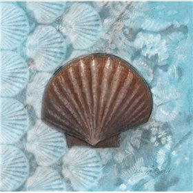 Scallop Fossil - Cuadrostock