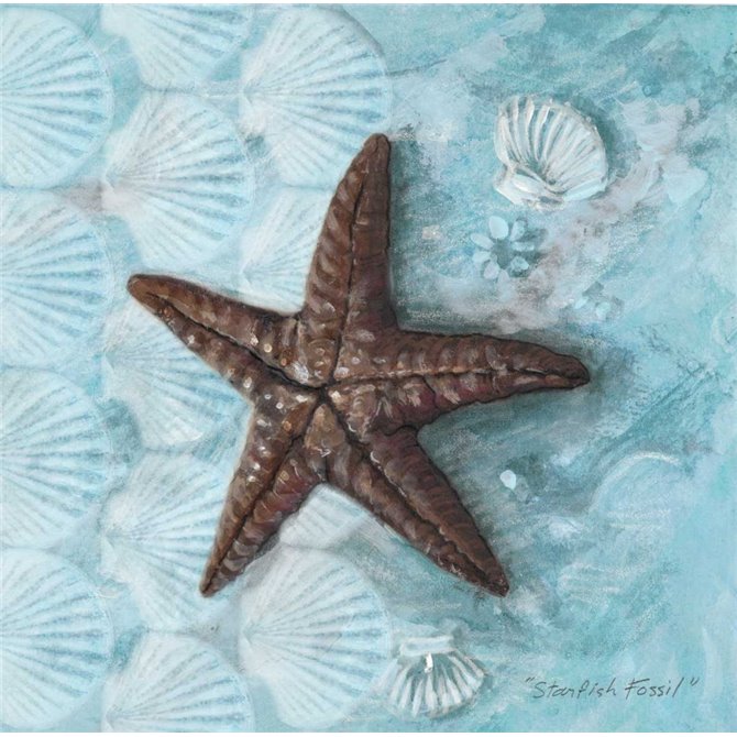 Starfish Fossil - Cuadrostock