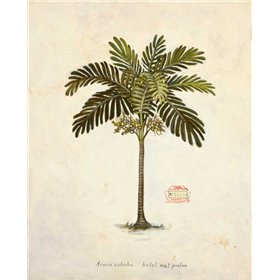 Nut Palm Illustration  - Cuadrostock