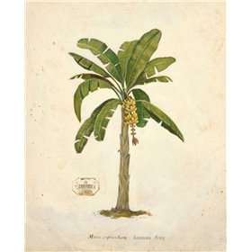 Banana Palm Illustration  - Cuadrostock