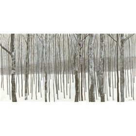 Woods in Winter  - Cuadrostock