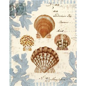 Seashell Collection I