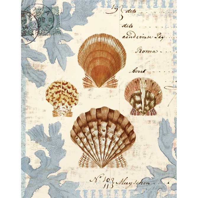 Seashell Collection I - Cuadrostock