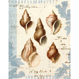 Seashell Collection II - Cuadrostock