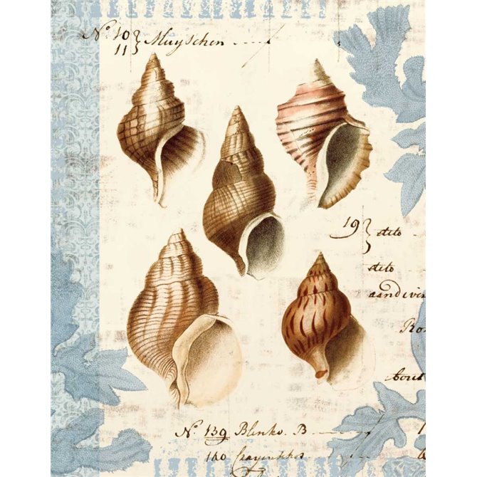 Seashell Collection II