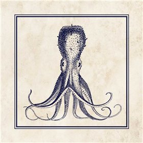Octopus Sq - Cuadrostock
