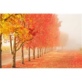 Fall Trees in the Mist - Cuadrostock