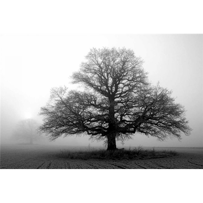 Tree in Mist 2 - Cuadrostock