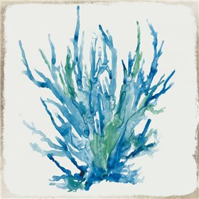 Blue Coral II - Cuadrostock