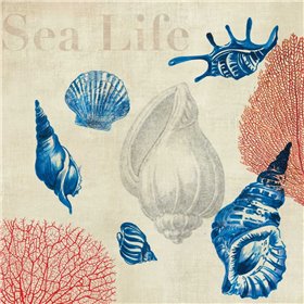 Sea Life Study - Cuadrostock