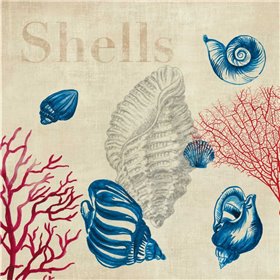 Shell Study - Cuadrostock