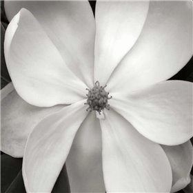 Magnolia III - Cuadrostock