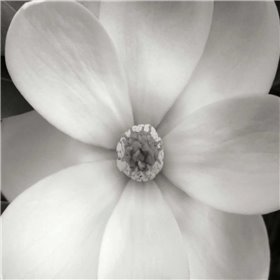 Magnolia IV - Cuadrostock