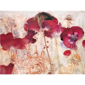 Dreamtime Poppies 