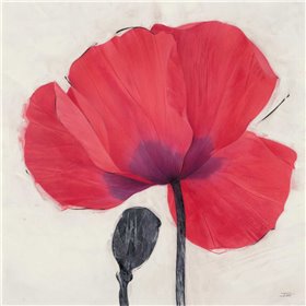 Joyous Poppy - Cuadrostock