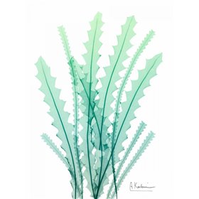 Radiant Banksia - Cuadrostock
