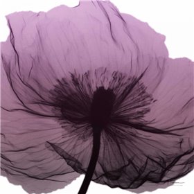 Poppy Purple