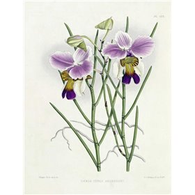 The Orchid Album Plate 475 - Cuadrostock