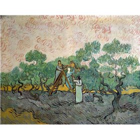 Women Picking Olives - Cuadrostock