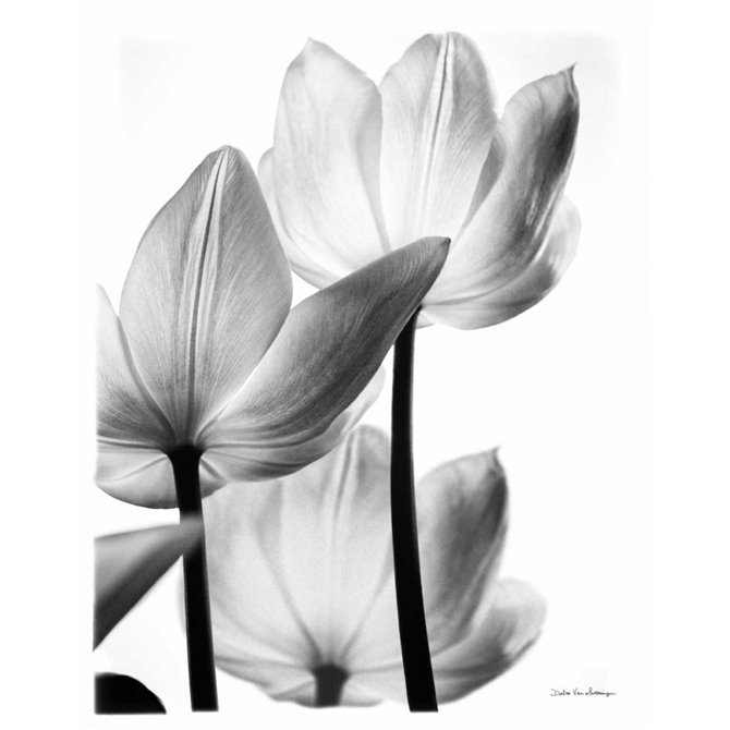 Translucent Tulips III no border - Cuadrostock