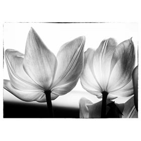 Cuadro para dormitorio - Translucent Tulips V - Cuadrostock