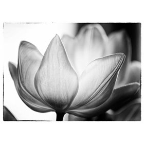 Translucent Tulips VI