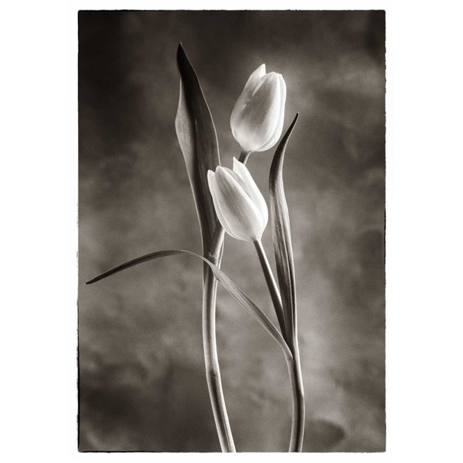 Cuadro para dormitorio - TwoTone Tulips VI - Cuadrostock