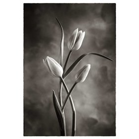 TwoTone Tulips VII - Cuadrostock