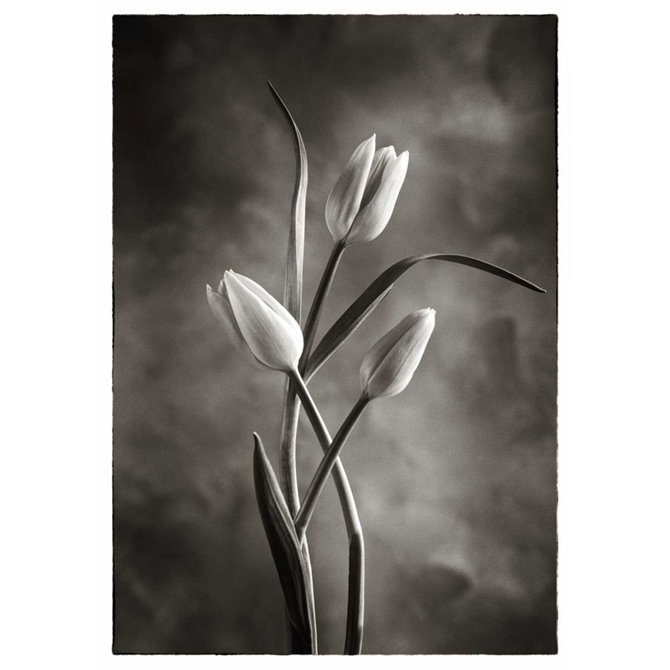 Cuadro para dormitorio - TwoTone Tulips VII - Cuadrostock
