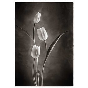 TwoTone Tulips VIII - Cuadrostock