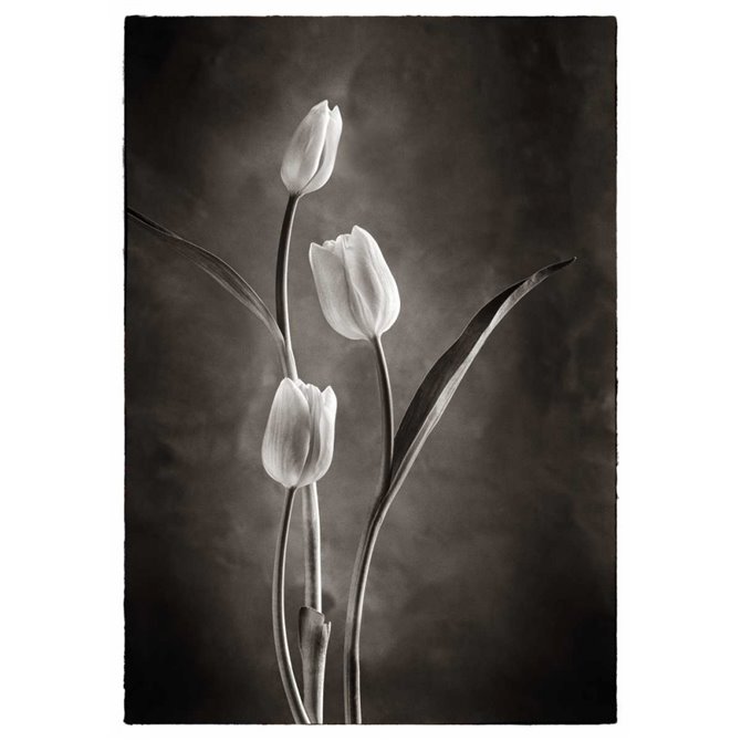 Cuadro para dormitorio - TwoTone Tulips VIII - Cuadrostock