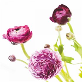 Spring Ranunculus II