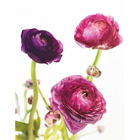 Spring Ranunculus V - Cuadrostock