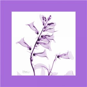 Foxglove  Bordered