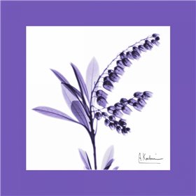 Lily Of The Valley Bordered