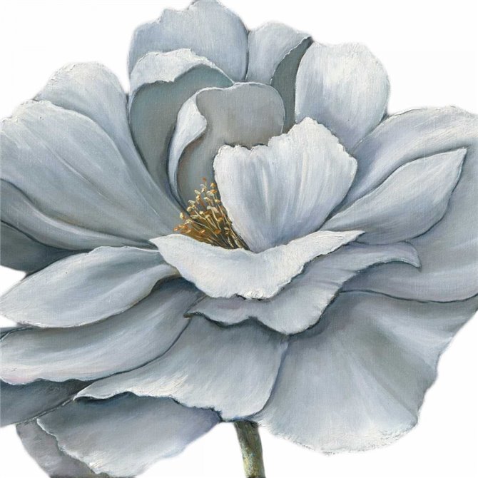 Blue Silken Bloom Withaar - Cuadrostock